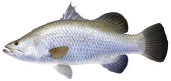 Baramundi