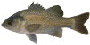 Australin Bass