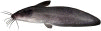 Eel Tail