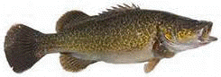 Mary River Cod